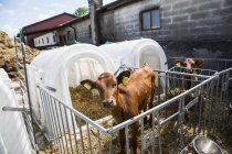 Gros plan sur les vaches, mise au point sélective — Photo de stock