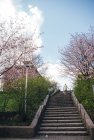 Vista trasera de la mujer en las escaleras cerca de los árboles florecientes - foto de stock