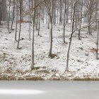 Vue panoramique sur la forêt en hiver, mise au point sélective — Photo de stock