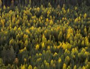 Високий кут зору на зелений ліс влітку — стокове фото