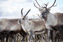 Primo piano delle renne che camminano nella natura selvaggia — Foto stock