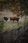 Vacas en el prado en la granja, enfoque selectivo - foto de stock