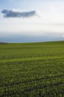 Зелене поле пшениці під хмарним небом — стокове фото
