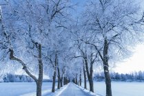 Vista panoramica del paesaggio invernale con strada e alberi — Foto stock