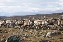 Mandria di renne passeggiando nella natura selvaggia — Foto stock