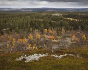 Aerial view of forest at Fulufjallets National Park — Stock Photo