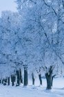 Зимний пейзаж с сельской дорогой и деревьями в снегу — стоковое фото