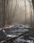 Bosque durante el invierno, enfoque selectivo - foto de stock