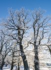 Зимовий пейзаж з деревами, краса в природі — стокове фото
