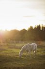 Выпас лошадей в загоне на ферме, Кроксхольт — стоковое фото
