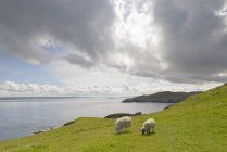 Ovelhas em colina por praia em Fethaland, Escócia — Fotografia de Stock