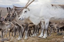 White reindeers in front of herd, focus on foreground — Stock Photo
