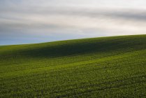 Green field of wheat under cloudy sky — Stock Photo