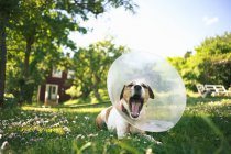 Perro terrier en collar protector acostado en el jardín y bostezando - foto de stock