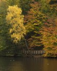 Árboles de otoño en el Parque Nacional Soderasens - foto de stock