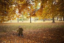Chico caminando parque en otoño, enfoque selectivo - foto de stock