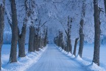 Paisaje invernal con carretera y árboles, perspectiva decreciente - foto de stock