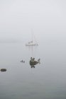 Anatre che nuotano nella nebbia giorno con piccola barca in background — Foto stock