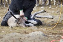 Man tagging reindeer in wild, selective focus — Stock Photo