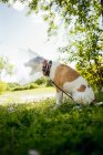 Chien Terrier portant un collier protecteur et aboyant — Photo de stock