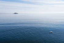 Повышенный вид на море с немым лебедем — стоковое фото