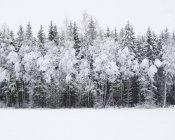 Vista panorámica del bosque cubierto de nieve - foto de stock