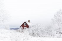 Один будинок і дерева в снігу взимку — стокове фото