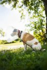 Terrier cane indossa collare protettivo in giardino — Foto stock