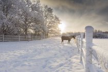 Vue panoramique du cheval près de la clôture en hiver — Photo de stock