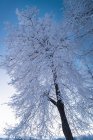 Низкий угол обзора зимнего пейзажа с деревьями — стоковое фото