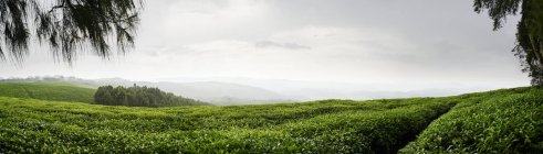 Panoramique de la forêt de Nyungwe sous un ciel couvert au Rwanda — Photo de stock