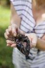 Mulher segurando lagostins, foco em primeiro plano — Fotografia de Stock