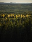 Malerischer Blick auf den Wald im Sommer, sodra garberg — Stockfoto