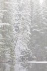 Malerischer Blick auf Fluss und schneebedeckten Wald — Stockfoto
