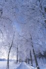 Paesaggio invernale con strada e alberi, prospettiva in diminuzione — Foto stock