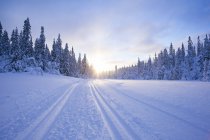 Pins et route de campagne en hiver au lever du soleil — Photo de stock