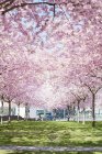 Árvores cor-de-rosa crescendo no parque, norte da Europa — Fotografia de Stock