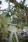 Ladder under apple tree, selective focus — Stock Photo