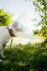 Terrier cão vestindo coleira protetora no jardim — Fotografia de Stock