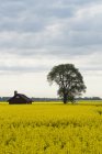 Живописный вид на дерево и дом в желтом поле — стоковое фото