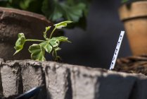 Close-up of plants in containers, selective focus — Stock Photo