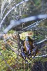 Crayfish спійманий у рибальській сітці, диференційований фокус — стокове фото