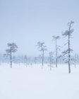Árvores durante o inverno no Parque Nacional Fulufjallet, Suécia — Fotografia de Stock