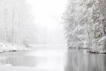 Vista panorâmica da floresta coberta de rio e neve — Fotografia de Stock