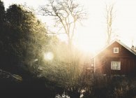 Солнце, сияющее сквозь деревья, блики линз — стоковое фото