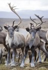 Herd of reindeer in wild nature, focus on foreground — Stock Photo