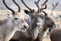 Portrait of three reindeers, selective focus — Stock Photo