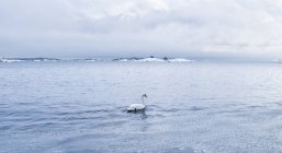 Cisne mudo na água, norte da Europa — Fotografia de Stock