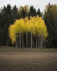 Trees with yellow leaves in Soderasens National Park — Stock Photo