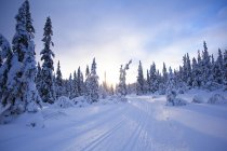 Pinheiros e estrada rural no inverno — Fotografia de Stock